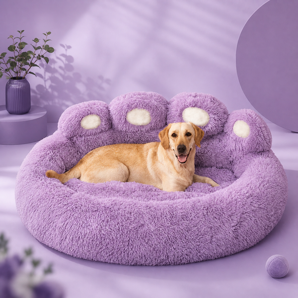 DreamNest