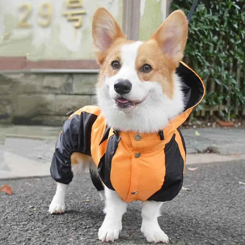 RainPaws Suit