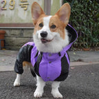 RainPaws Suit