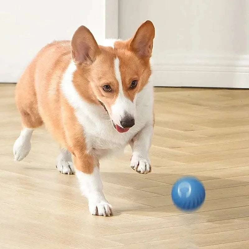BounceBuddy – Mehr als Spielzeug  Aktive Hunde sind glückliche Hunde.🐶